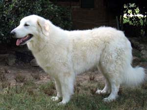 KUVASZ